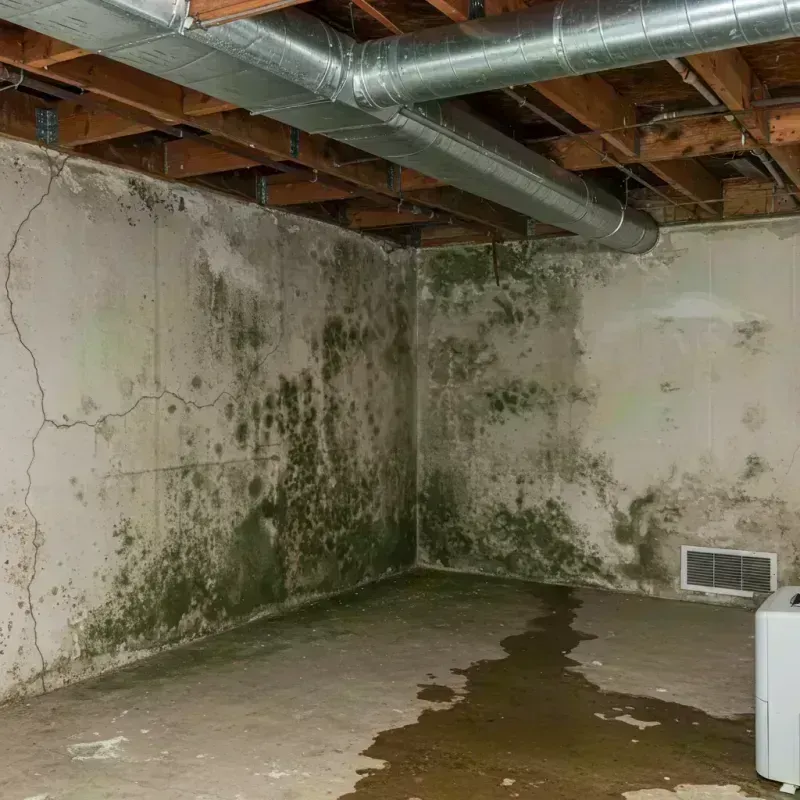 Professional Mold Removal in McLeansboro, IL